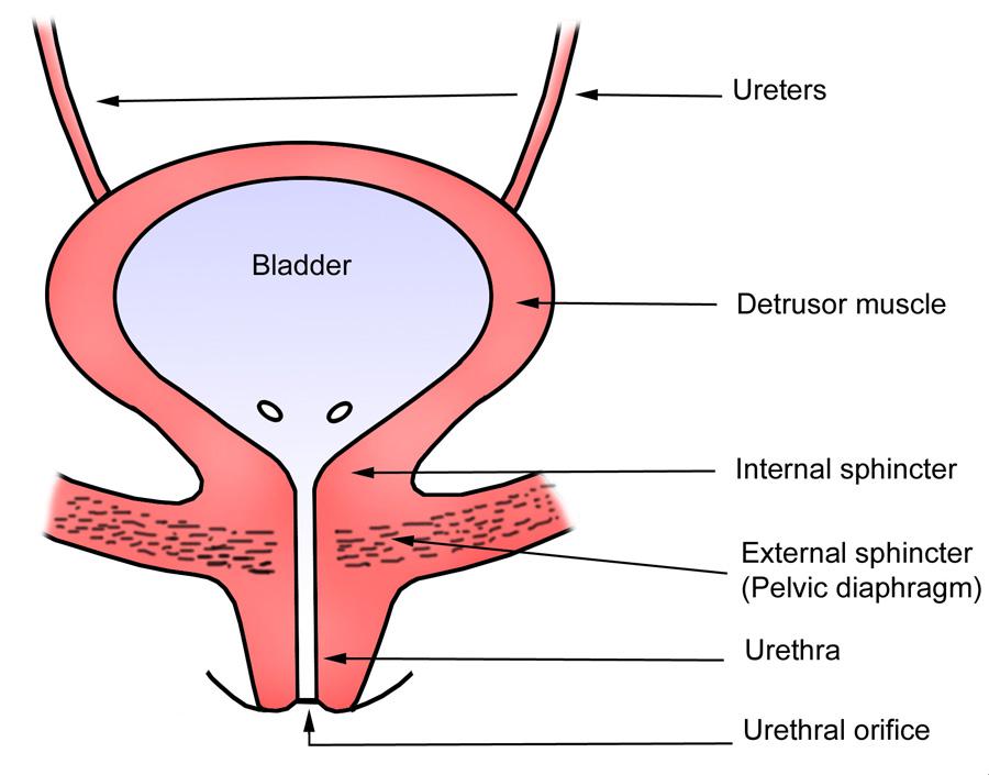 Anatomy « Chronic Bladder Pain Syndrome